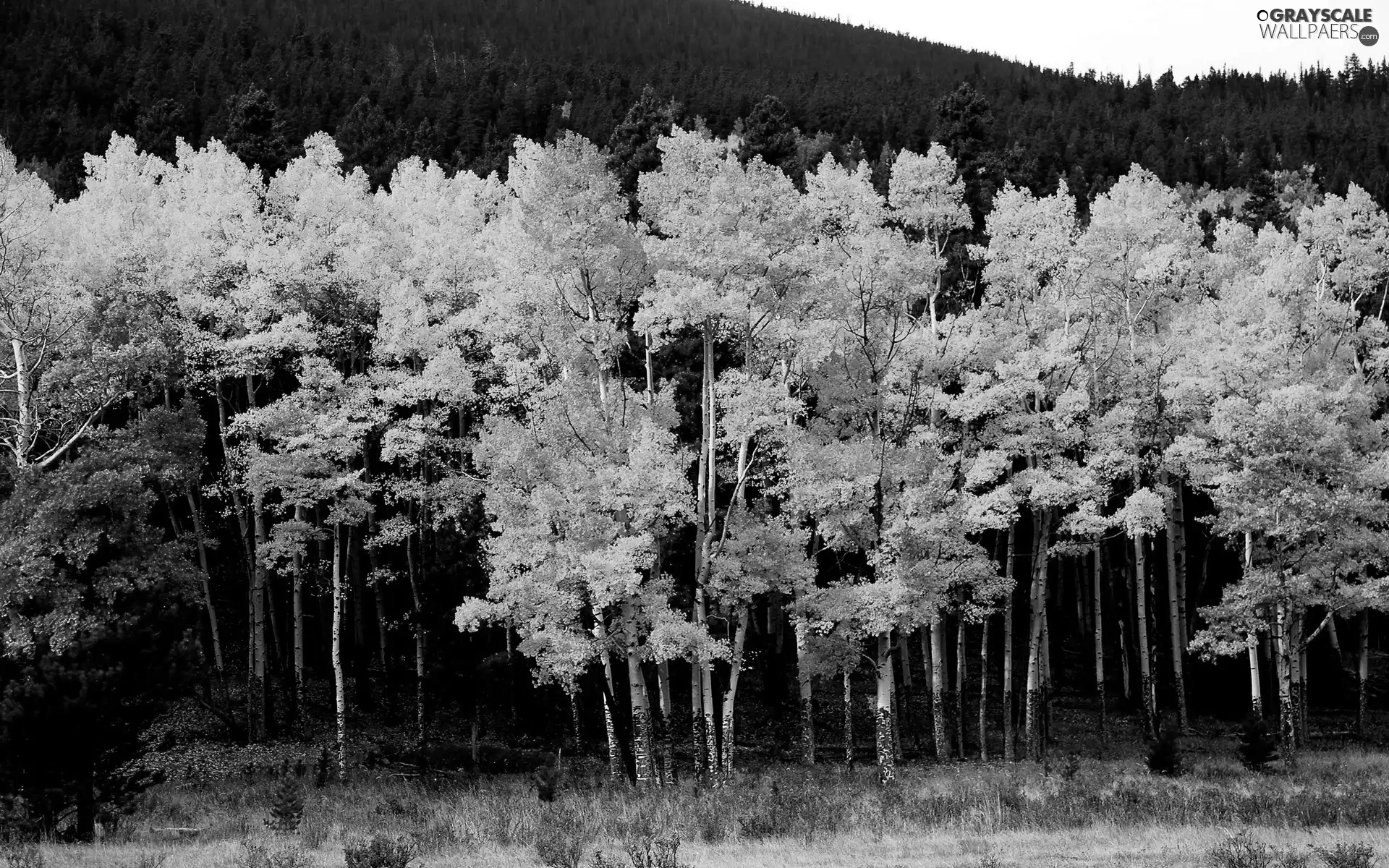 woods, viewes, autumn, trees