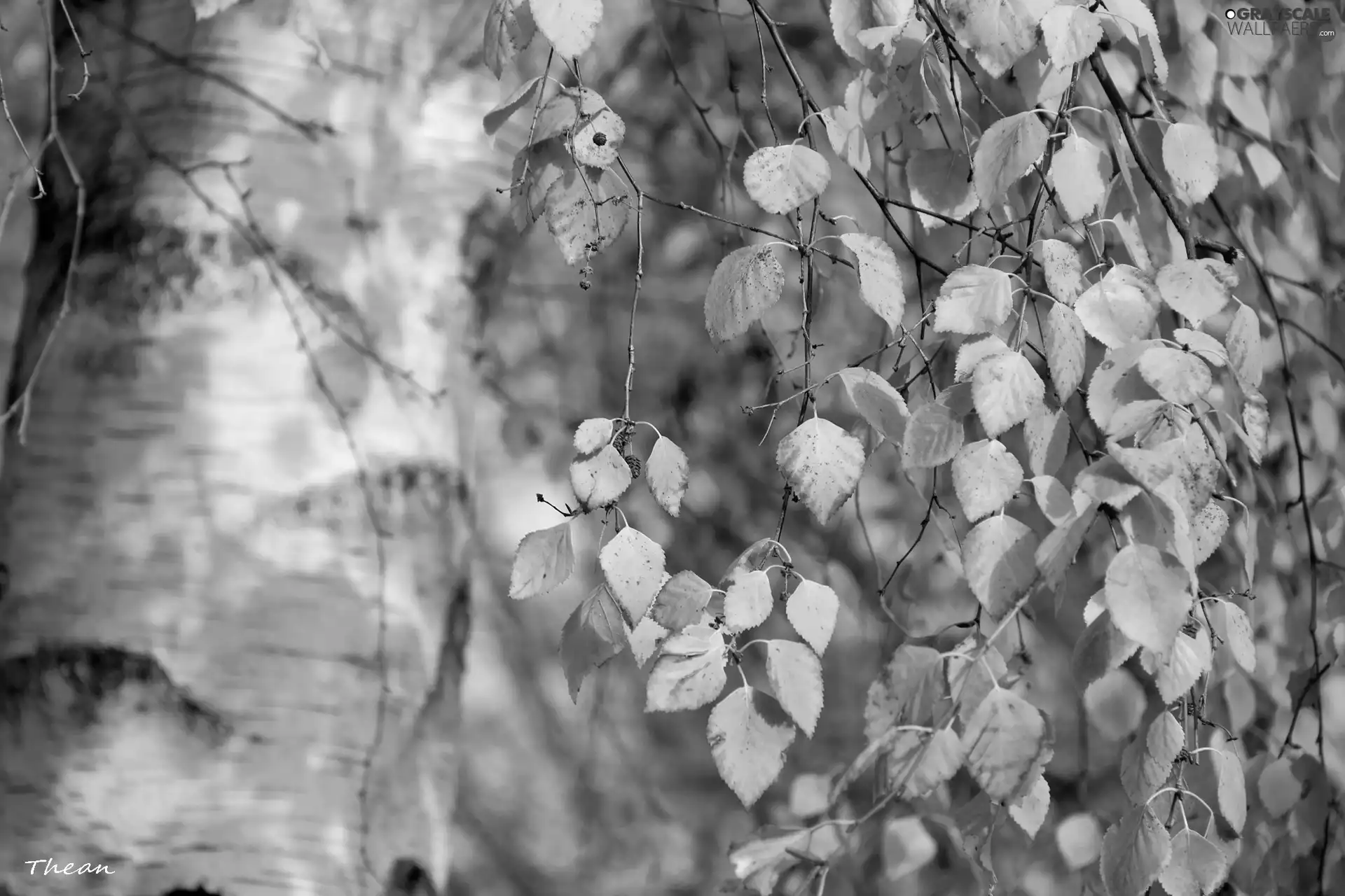 Yellow, birch, autumn, Leaf