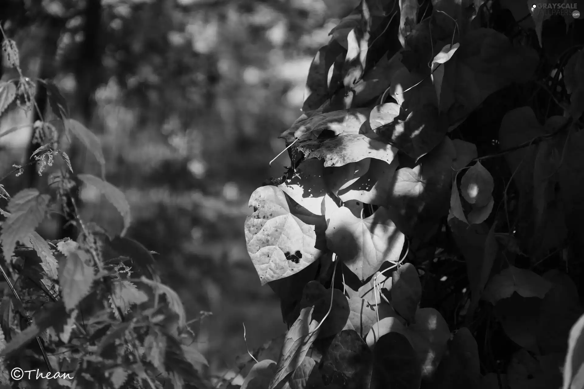 Yellow, nettle, autumn, Leaf