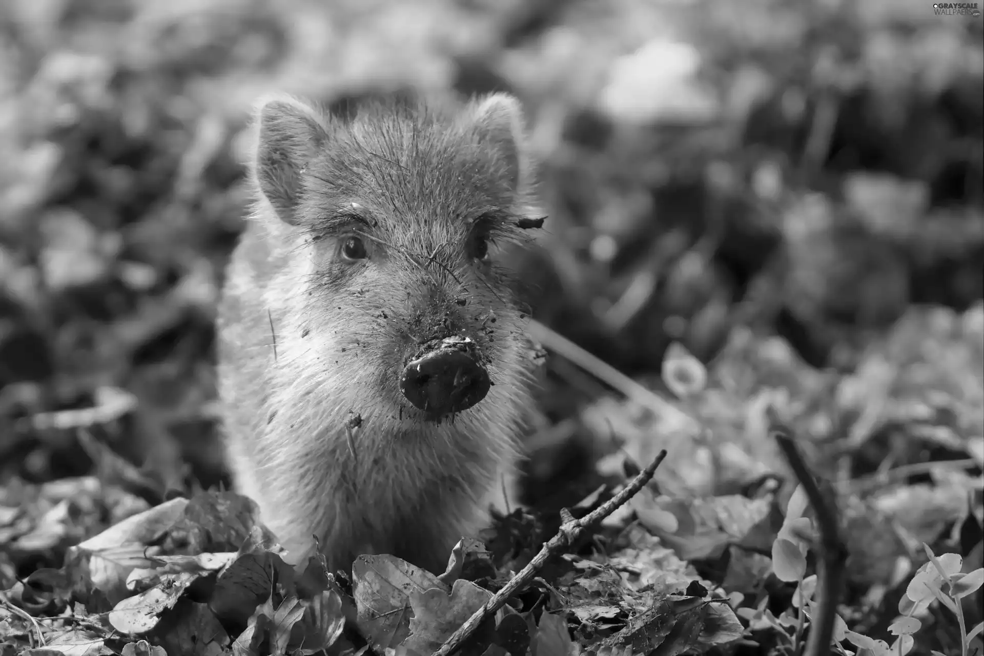 young, Leaf, autumn, Boar