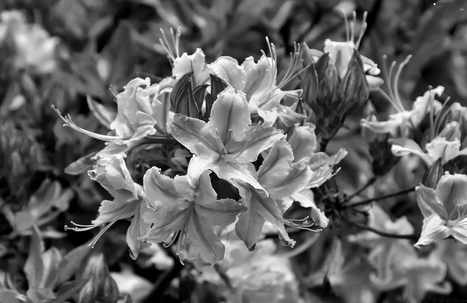 rhododendron, Beauty, azalea