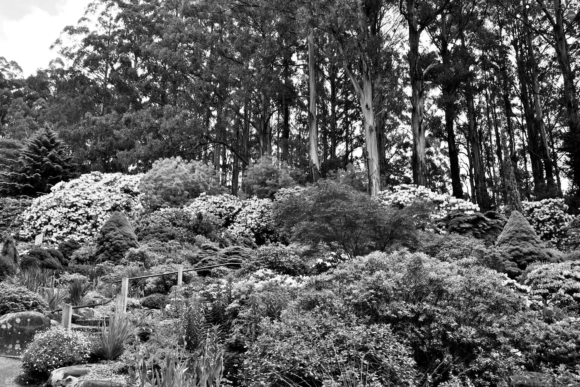 azalea, rhododendron, trees, viewes, Park