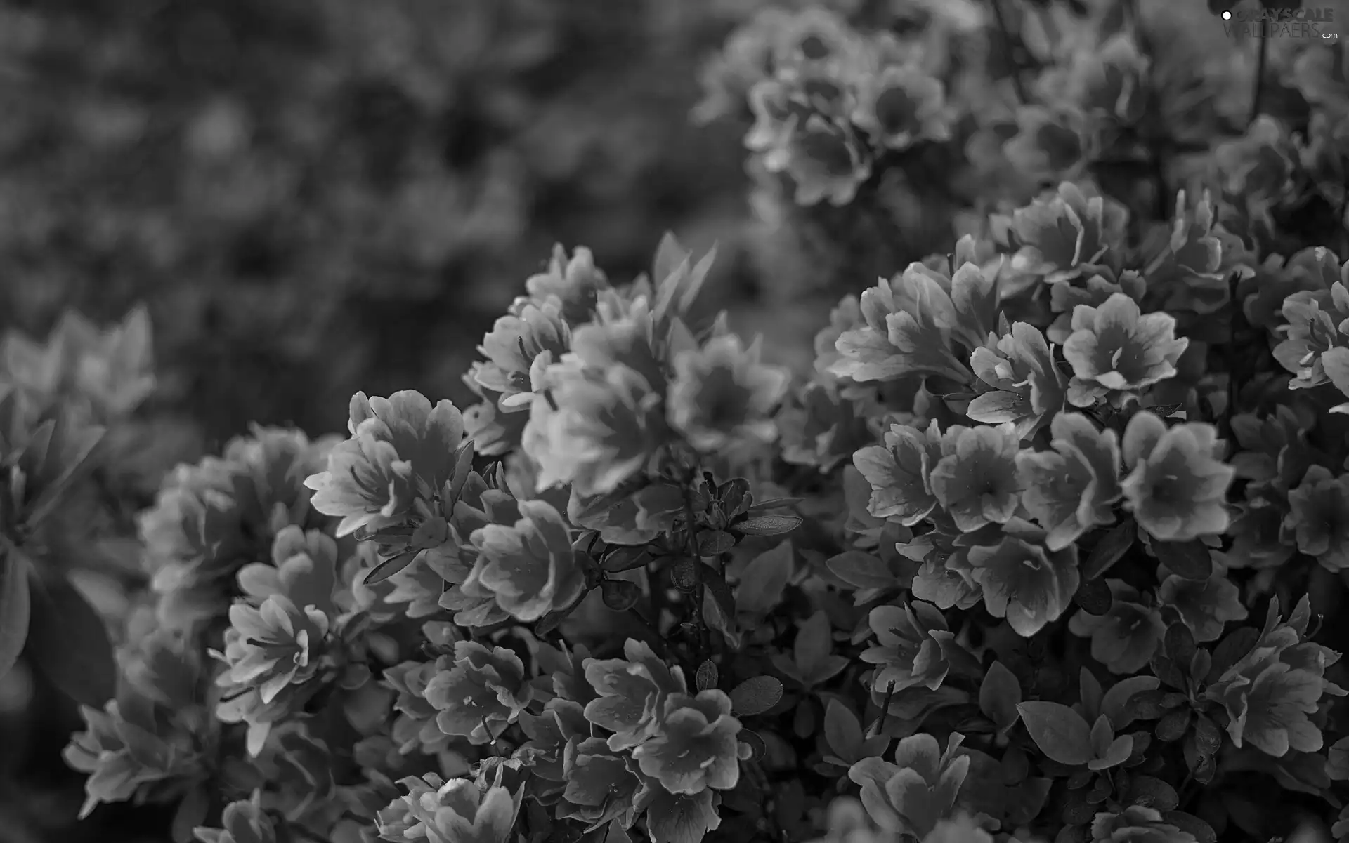 rhododendron