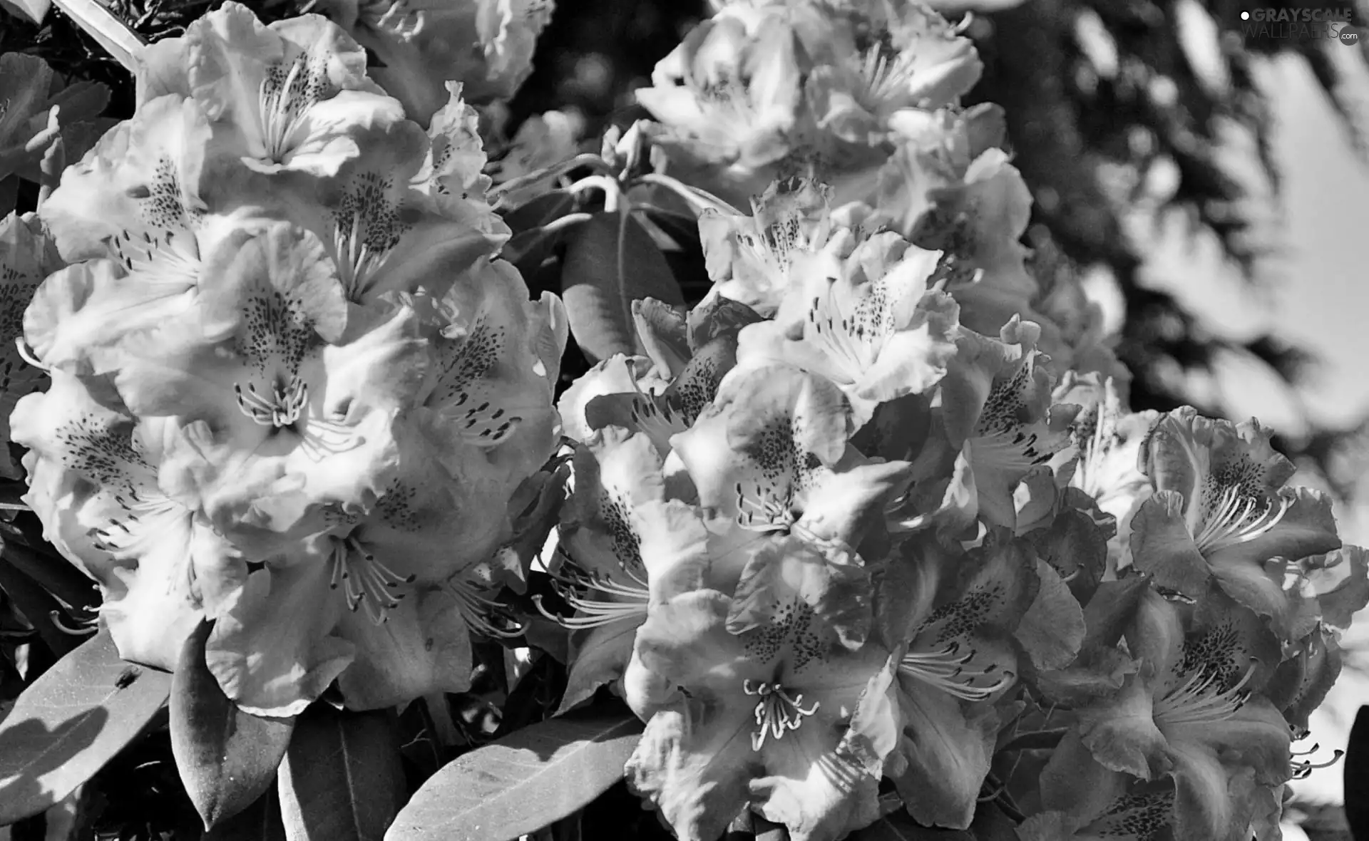rhododendron, Pink, azalea