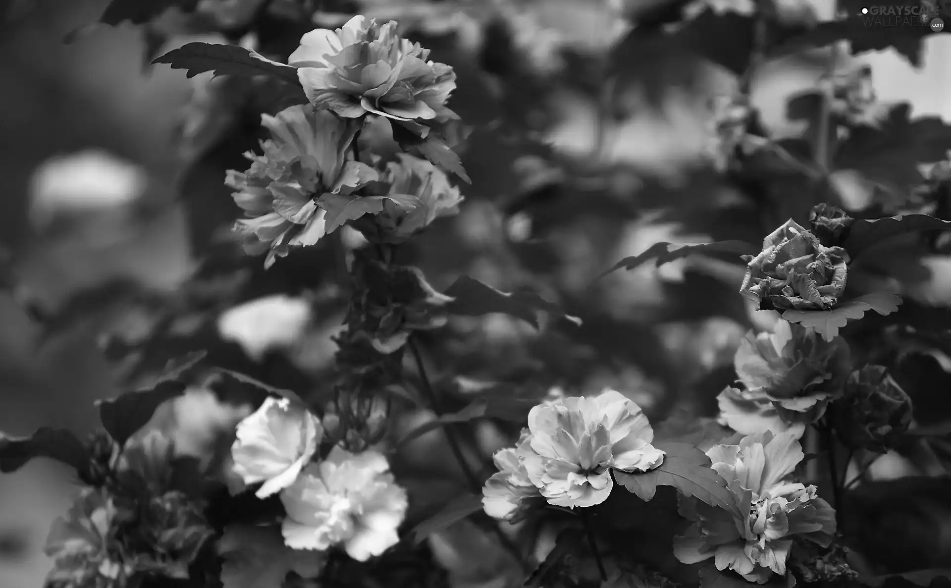 azalea, rhododendron