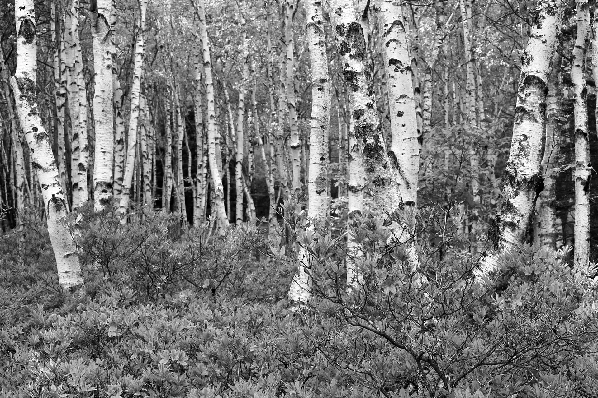 rhododendron, birch, forest