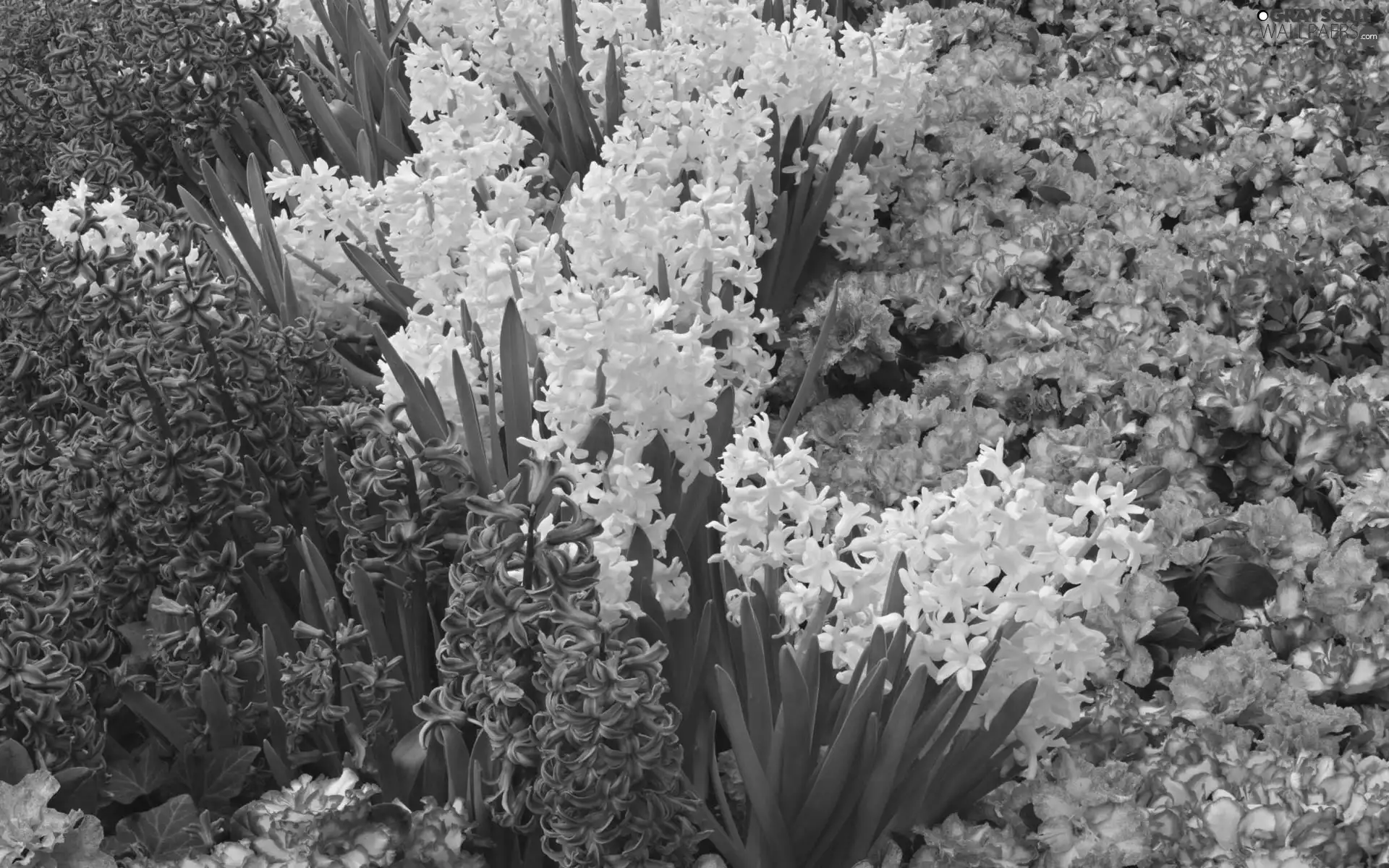 Rhododendron, Hyacinths, Azaleas