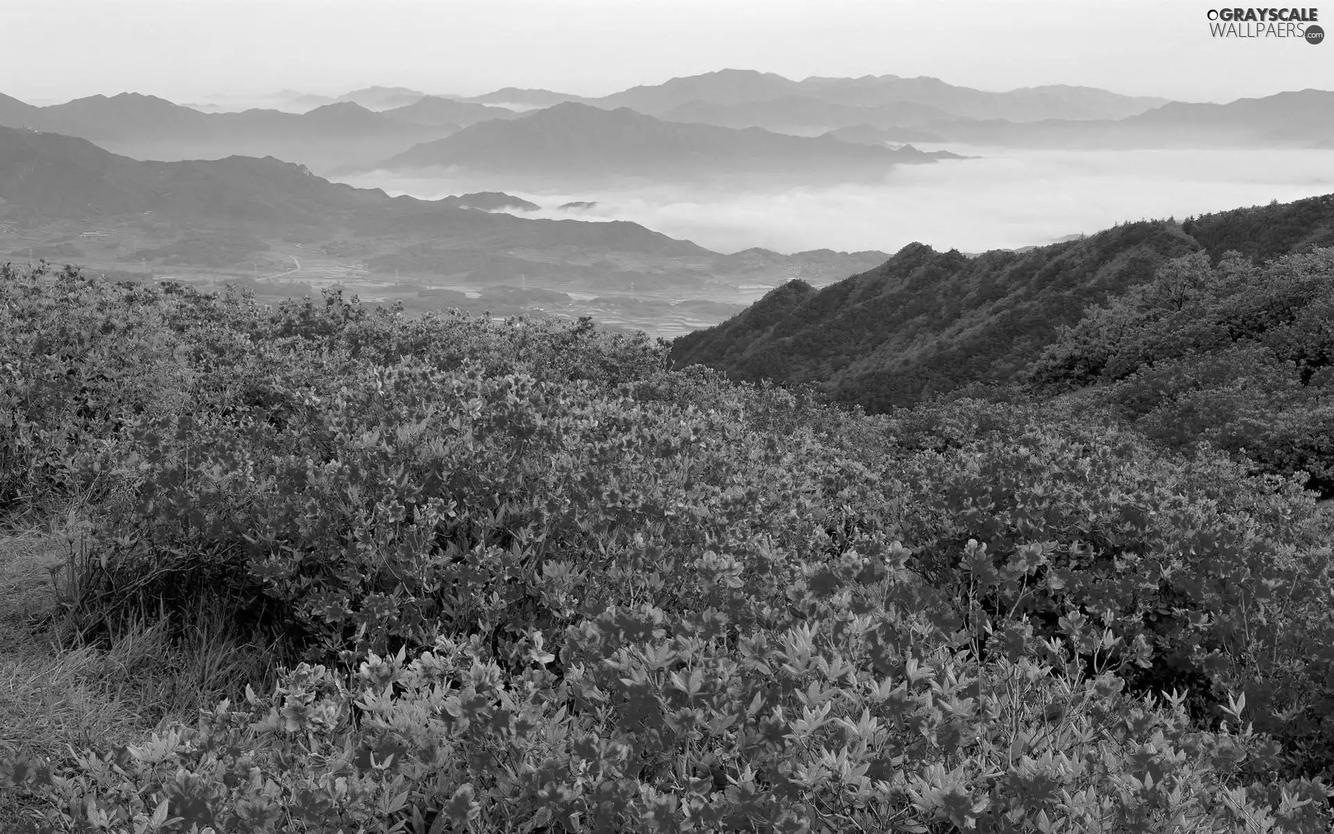 rhododendron, Mountains, Bush