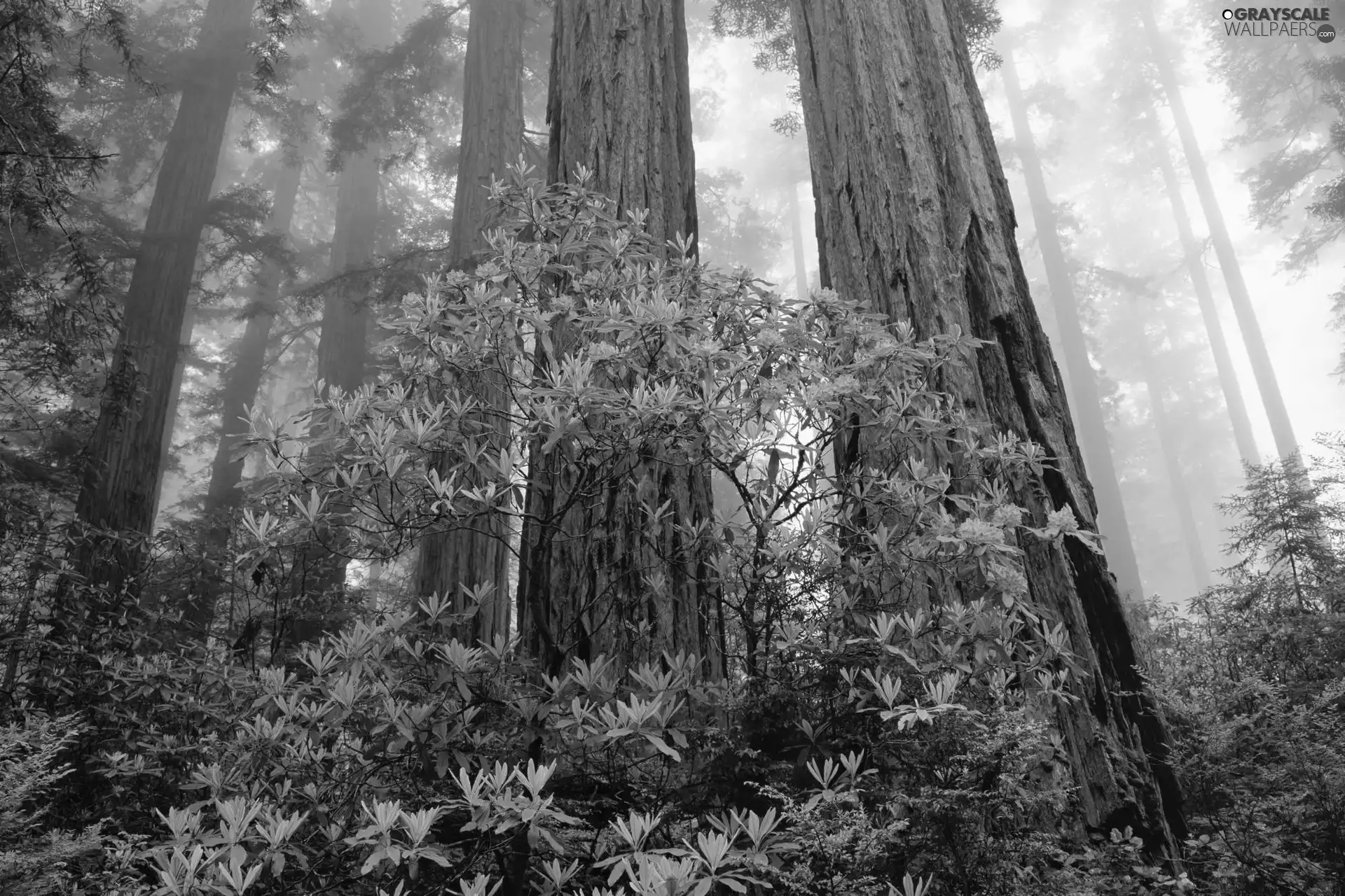 Fog, State of California, forest, rhododendron, trees, The United States, Redwood National Park, rhododendron, Bush, viewes