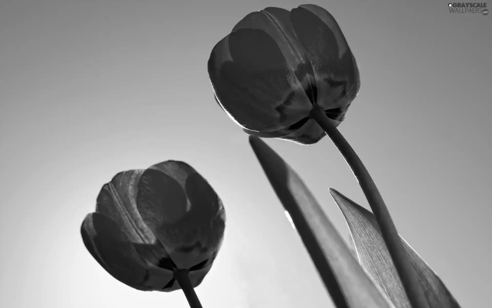 azure, Heaven, Red, Tulips, Two cars