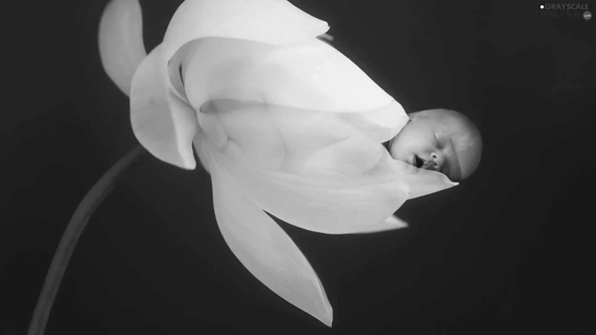 Anne Geddes, Flower, babe