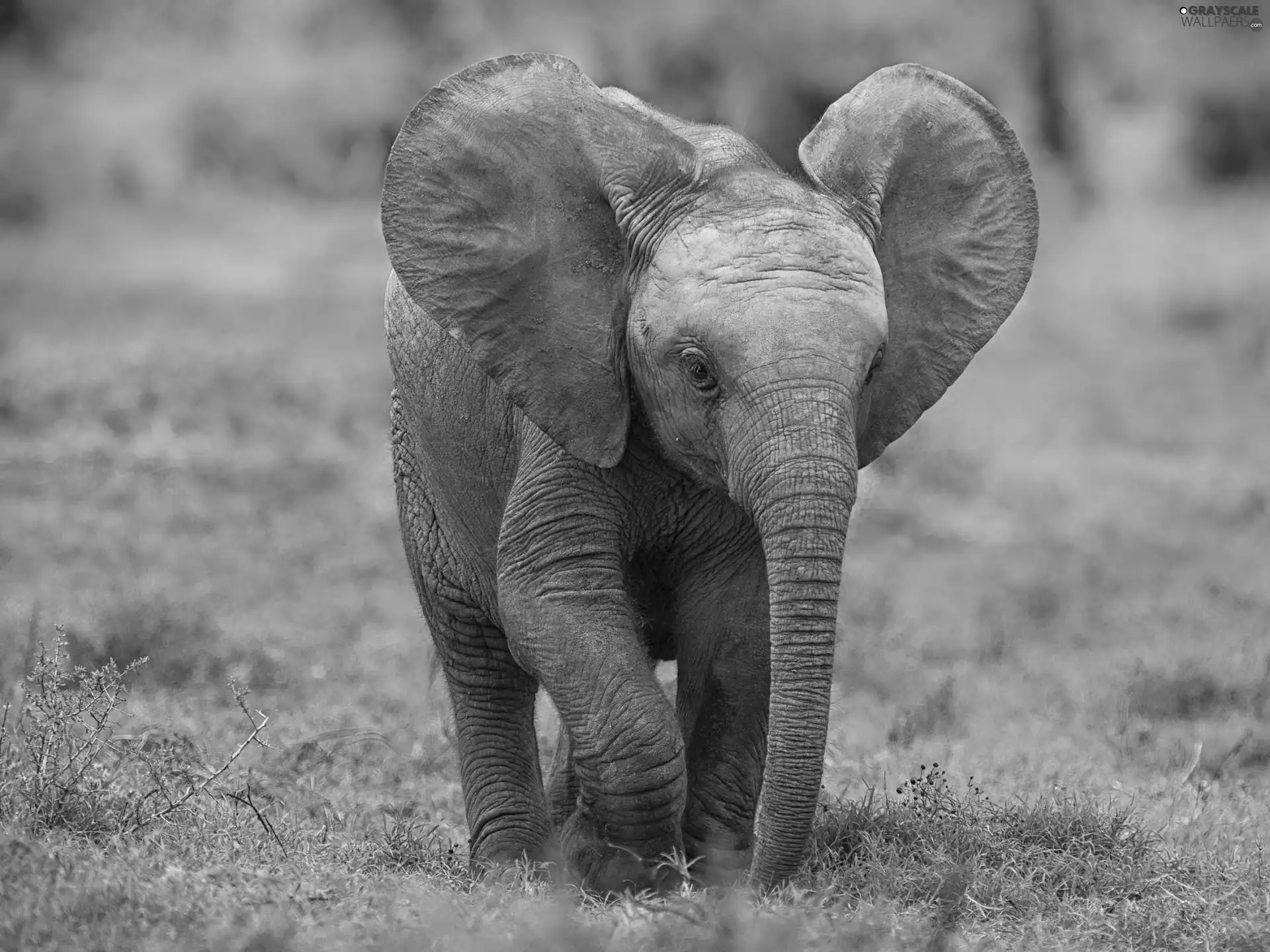 baby elephant