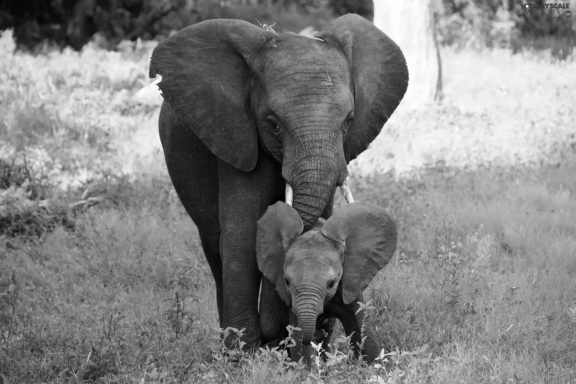grass, elephant, baby elephant