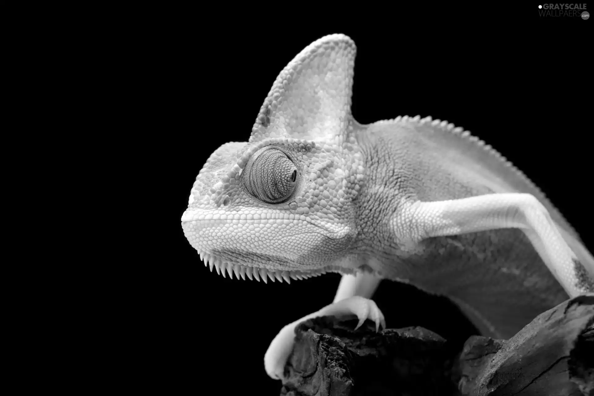 background, Cameleon, Black