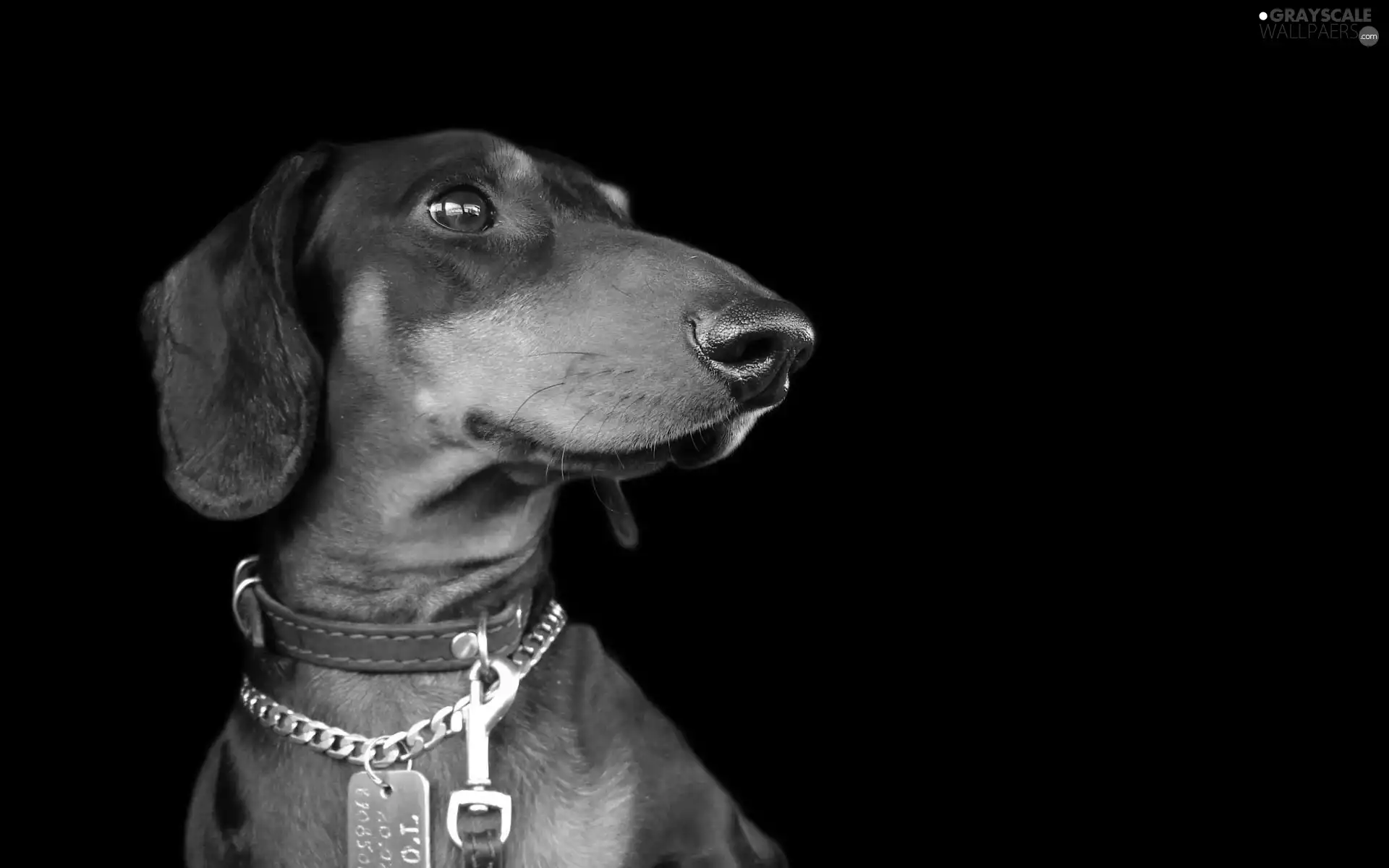 background, dachshund, Black