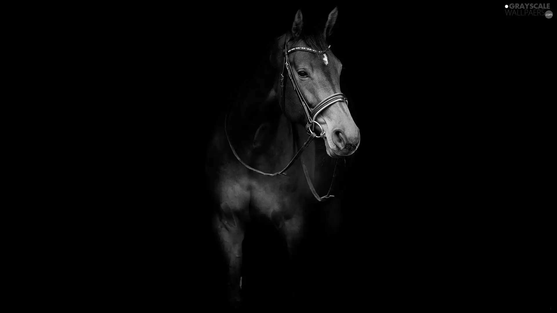background, Horse, Black
