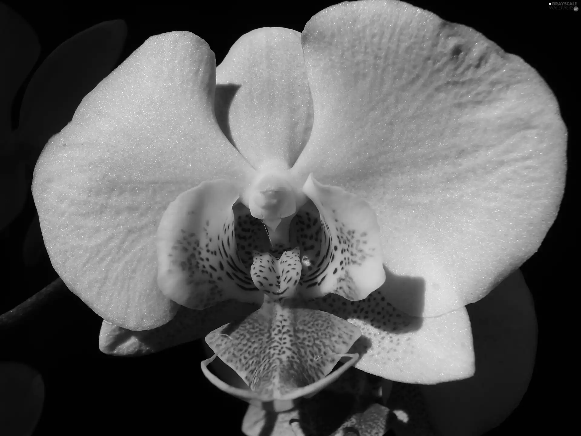 background, orchid, Black