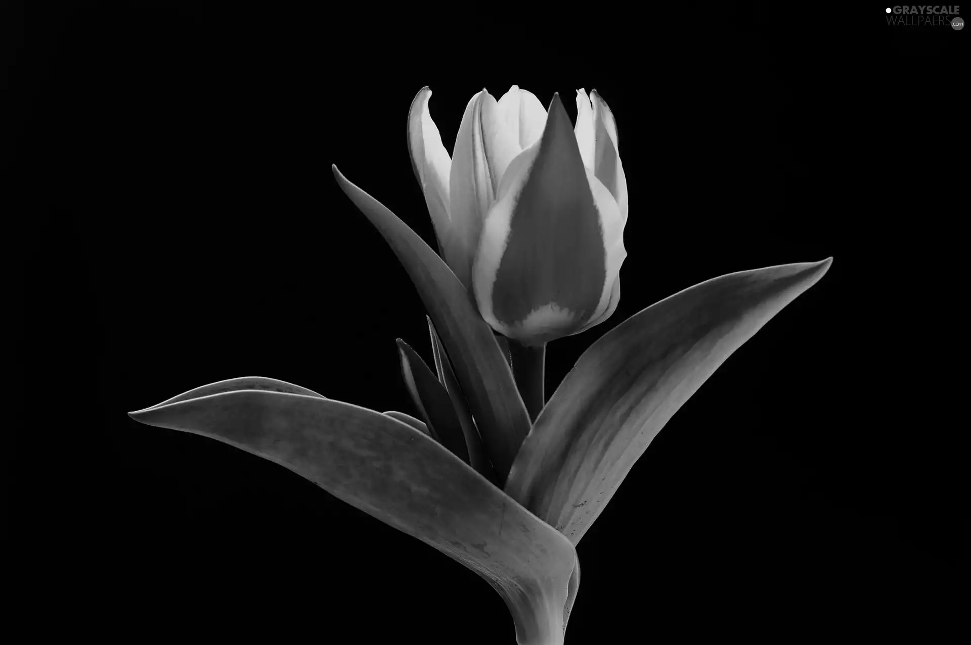 background, tulip, Black