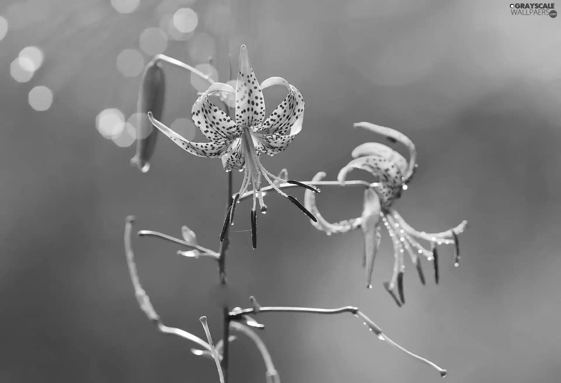 Tiger lily, Blue, background