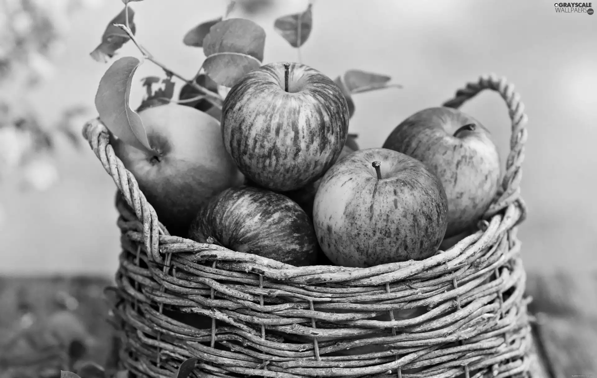 background, blur, apples, green ones, basket