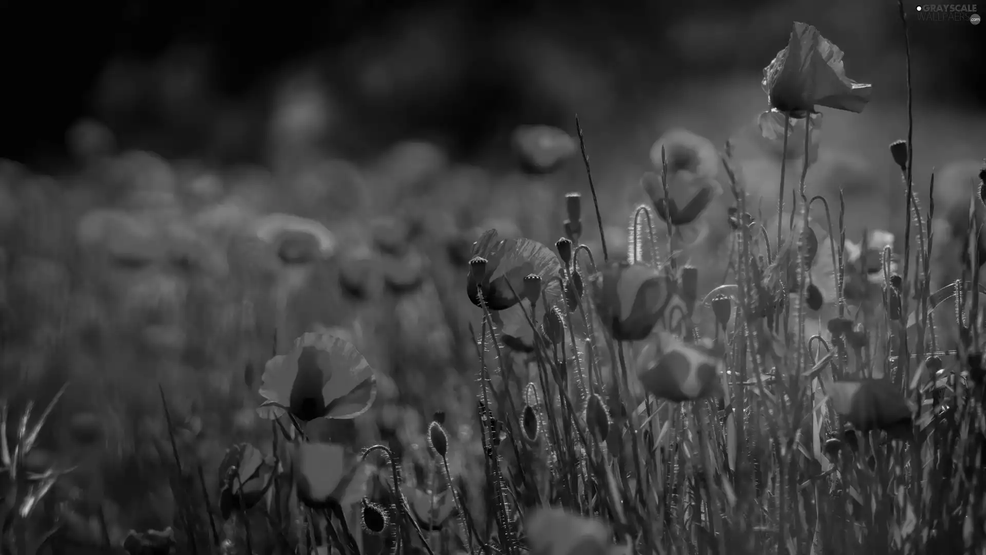Red, Flowers, fuzzy, background, papavers, Buds