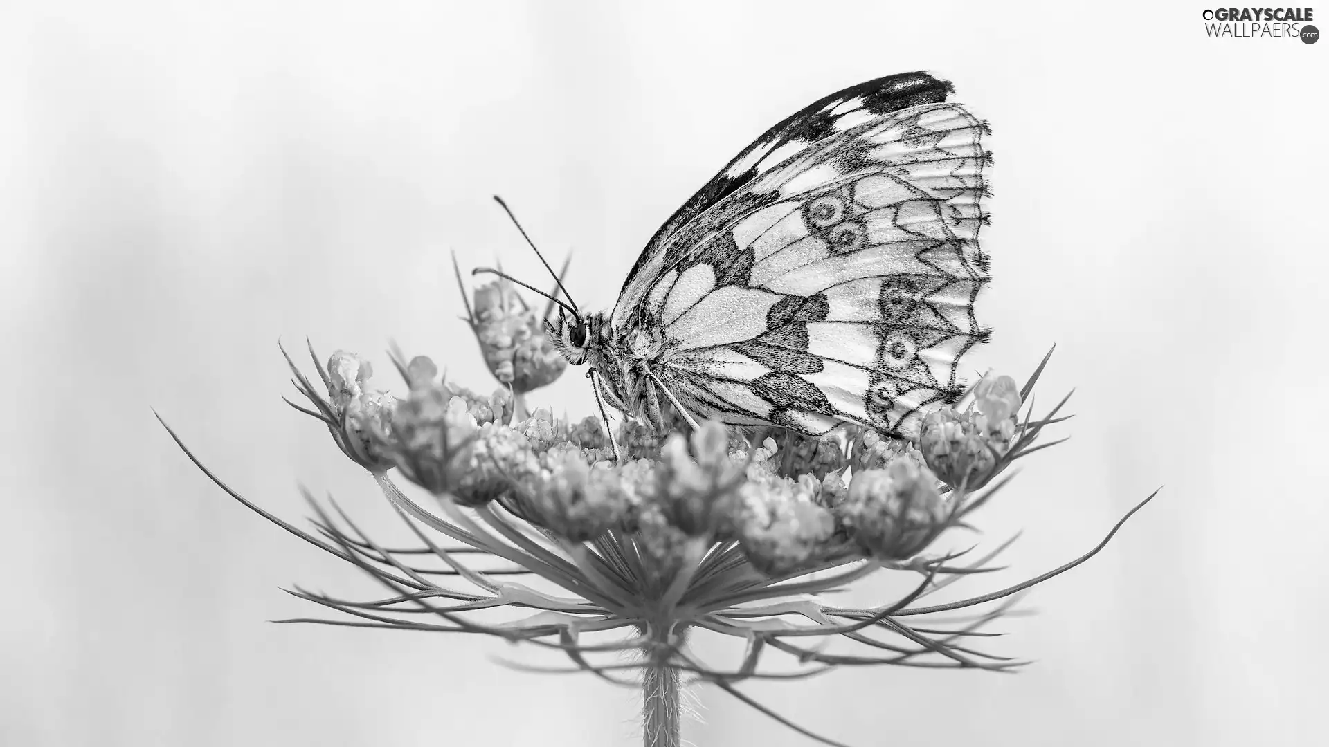 butterfly, plant, Yellow Background, marbled chessboard