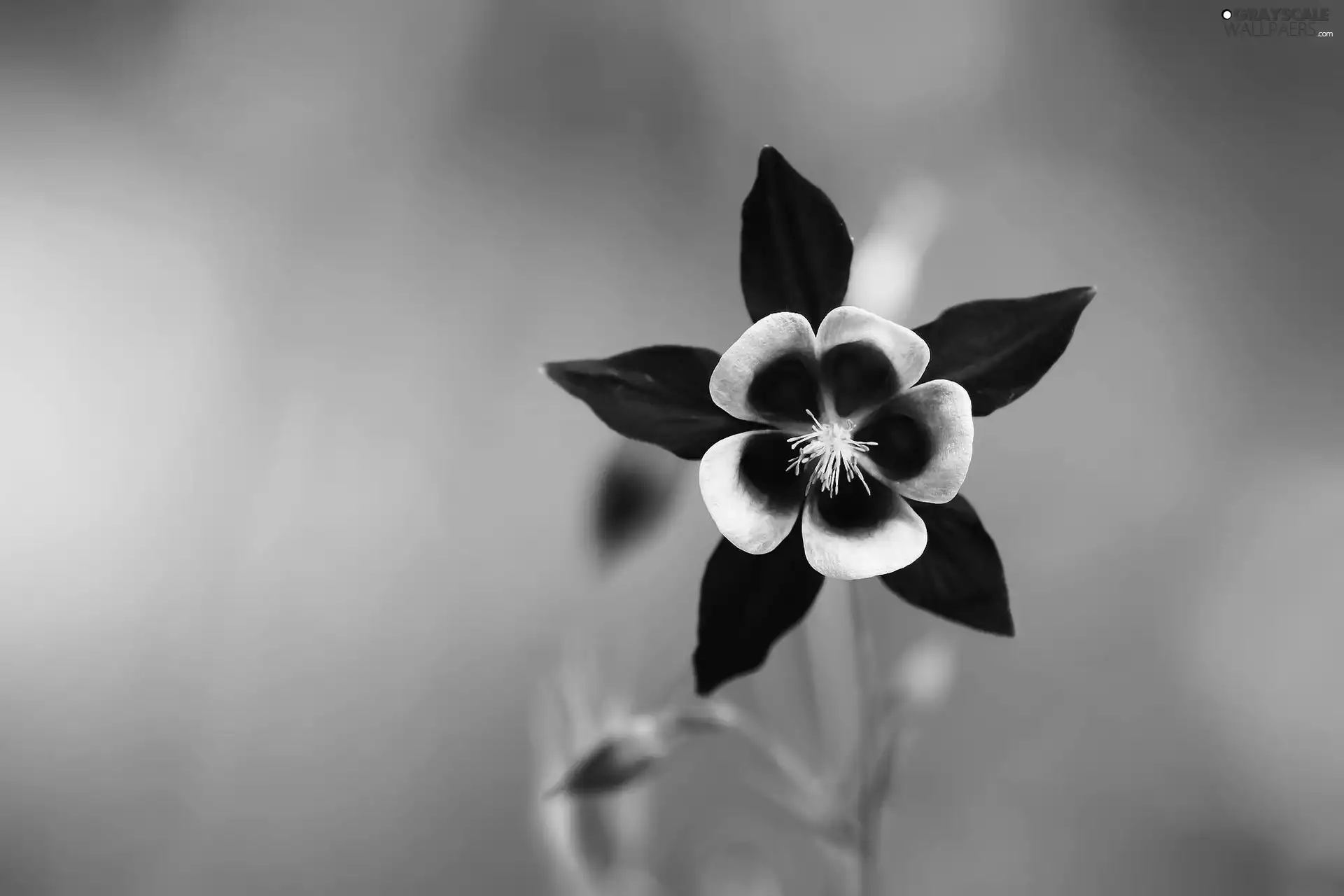 green ones, background, Colourfull Flowers, columbine, Violet