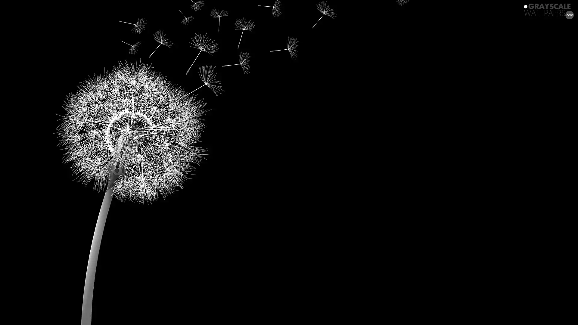 background, dandelion, dark
