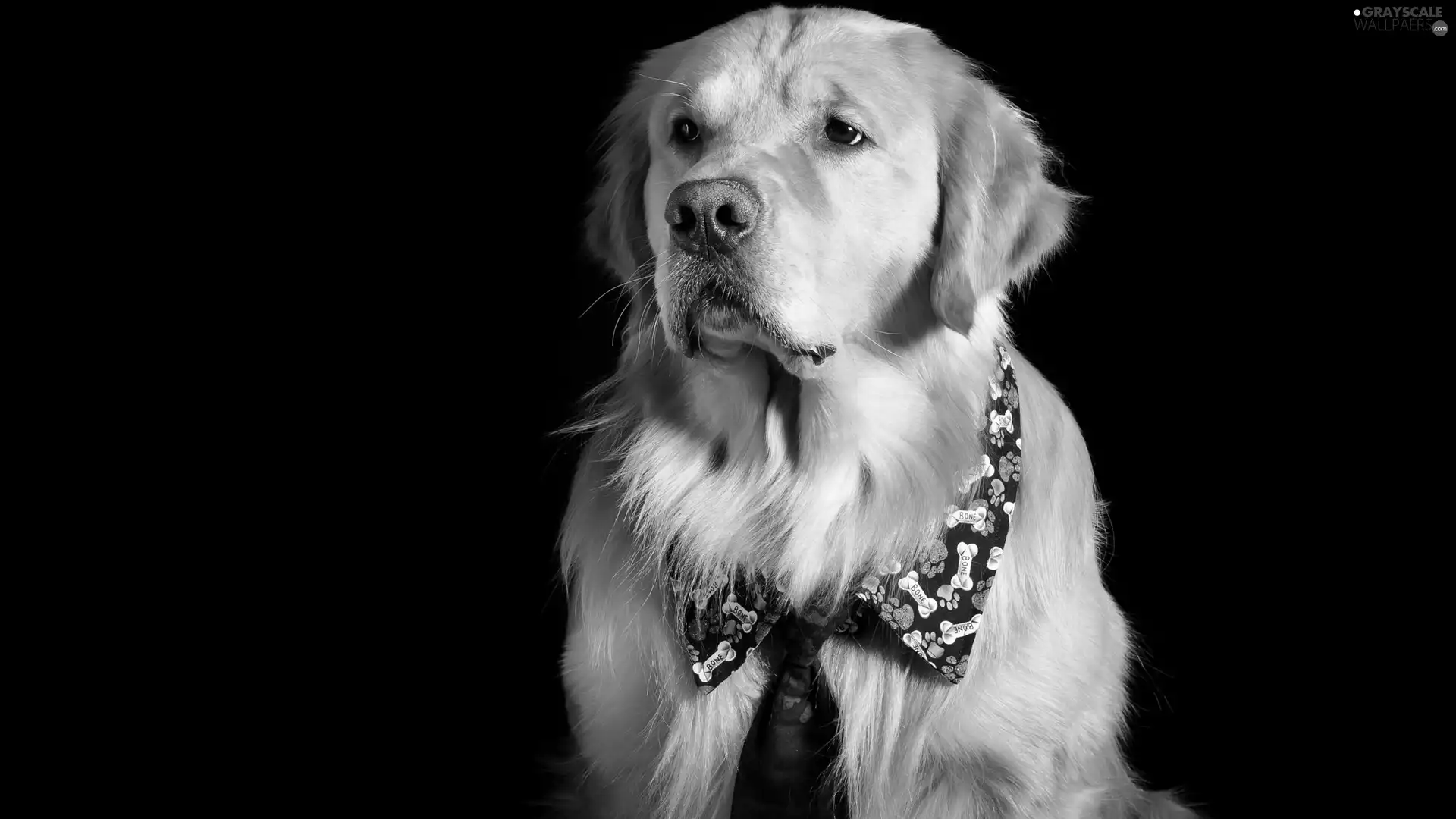 Tie, dog, dark, background, collar, Golden Retriever