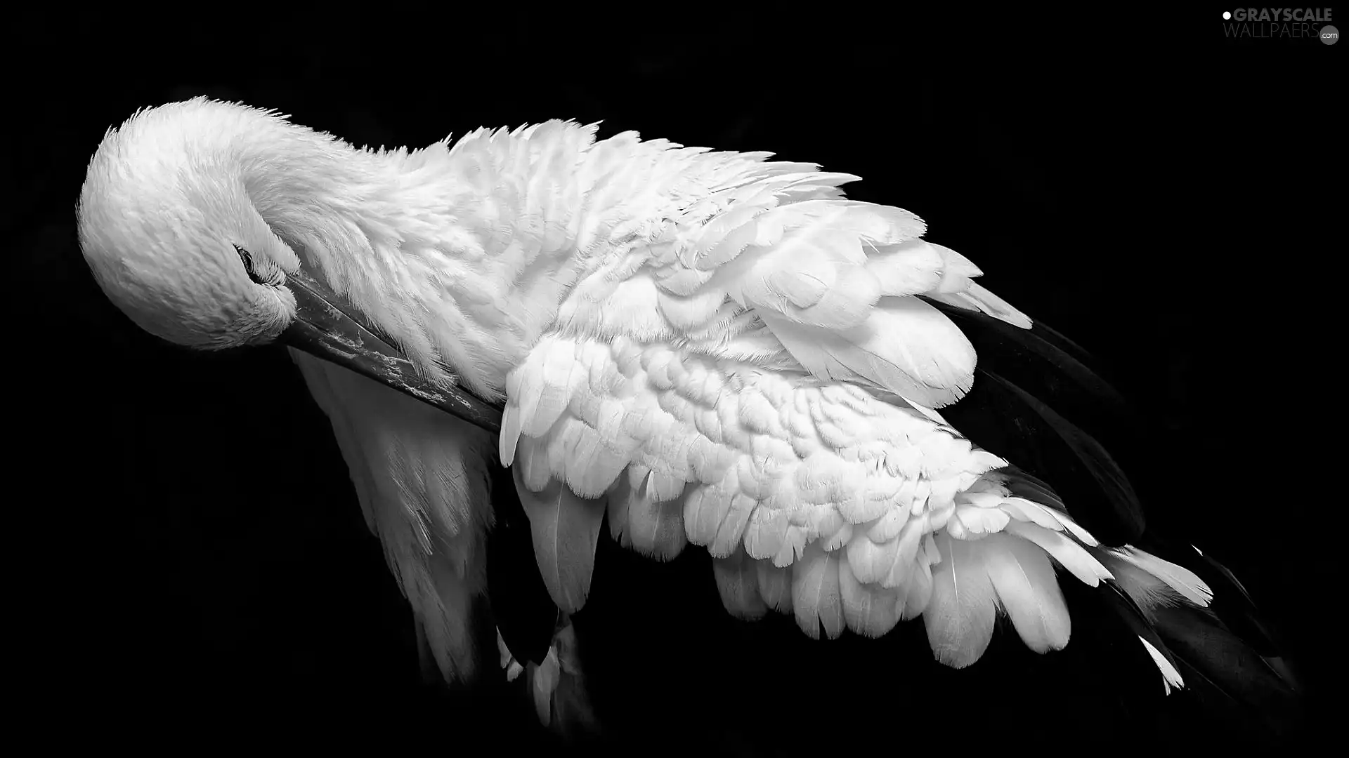 background, stork, dark