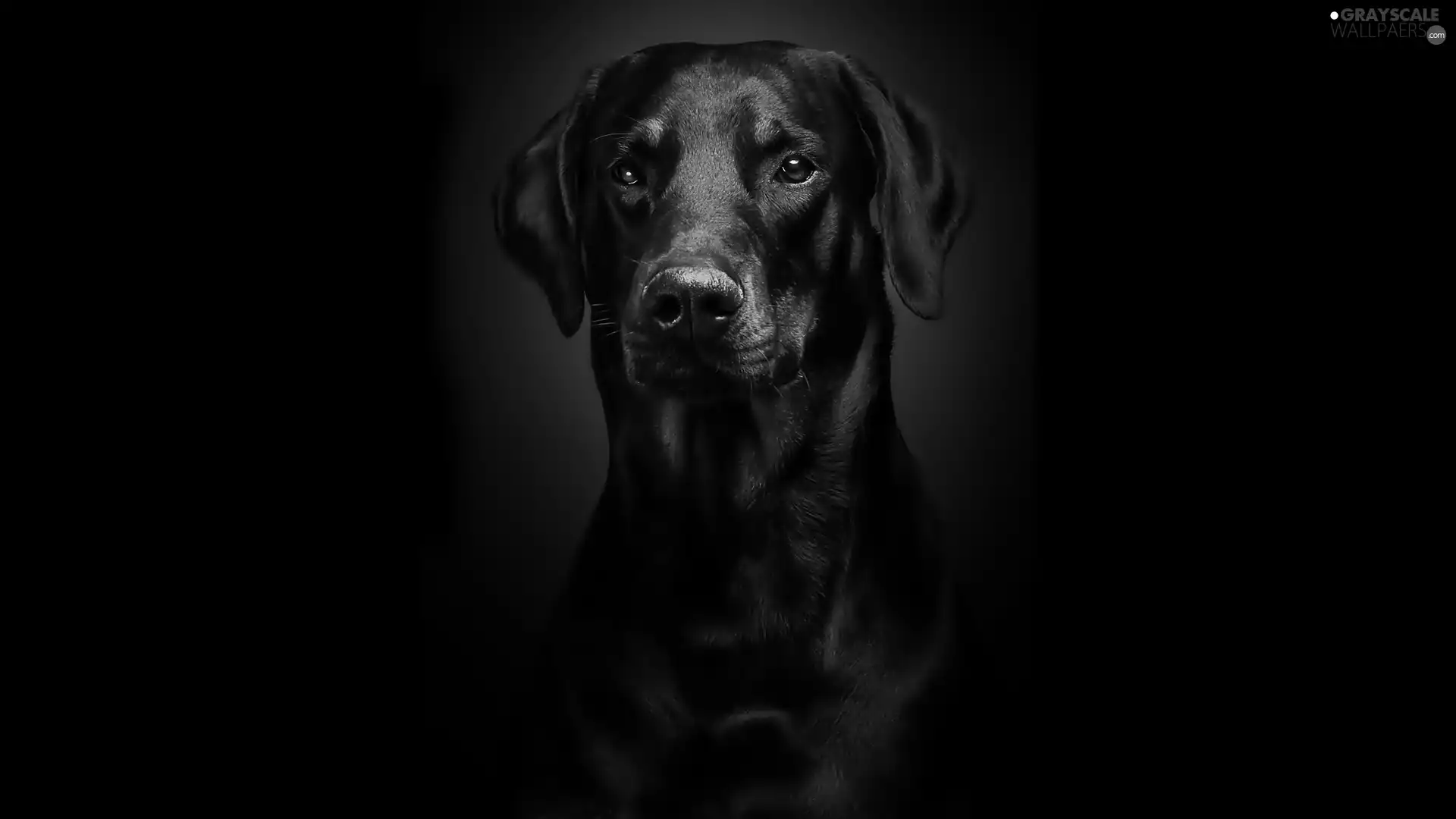 Doberman, Black, background, portrait