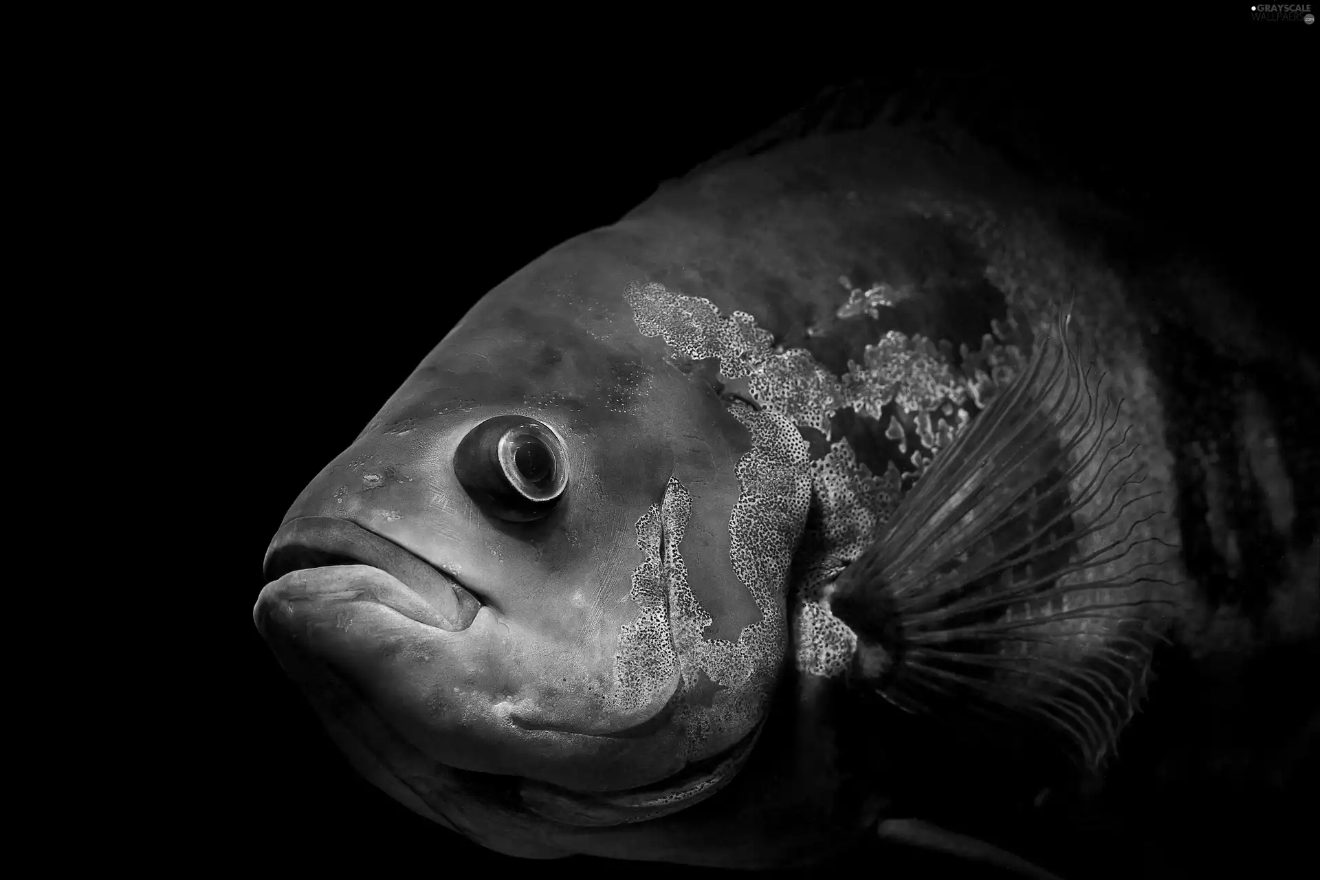 Exotic, Black, background, fish