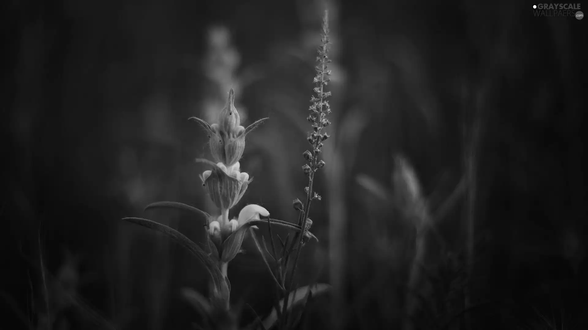 Flowers, fuzzy, background, Blue