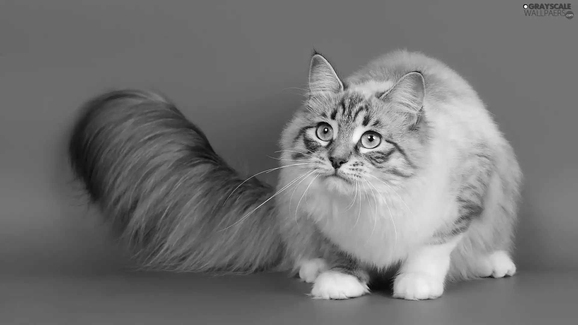 fluffy, Blue, background, cat