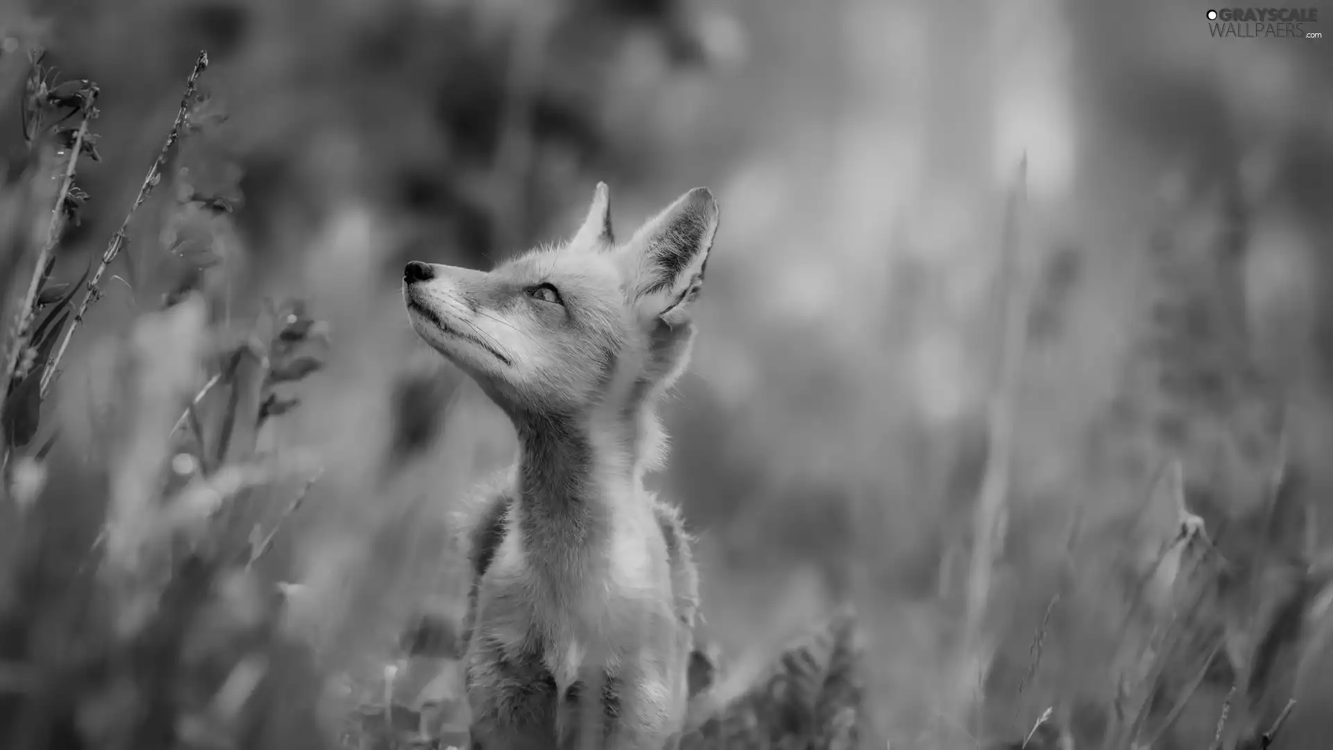 Fox, fuzzy, background, VEGETATION