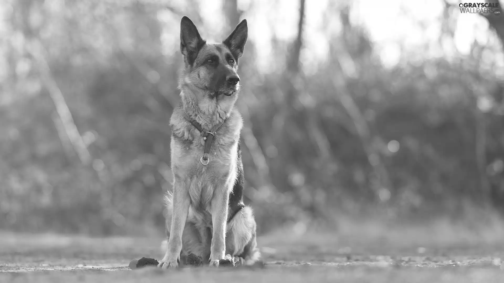 Flowers, dog, fuzzy, background, roses, German Shepherd