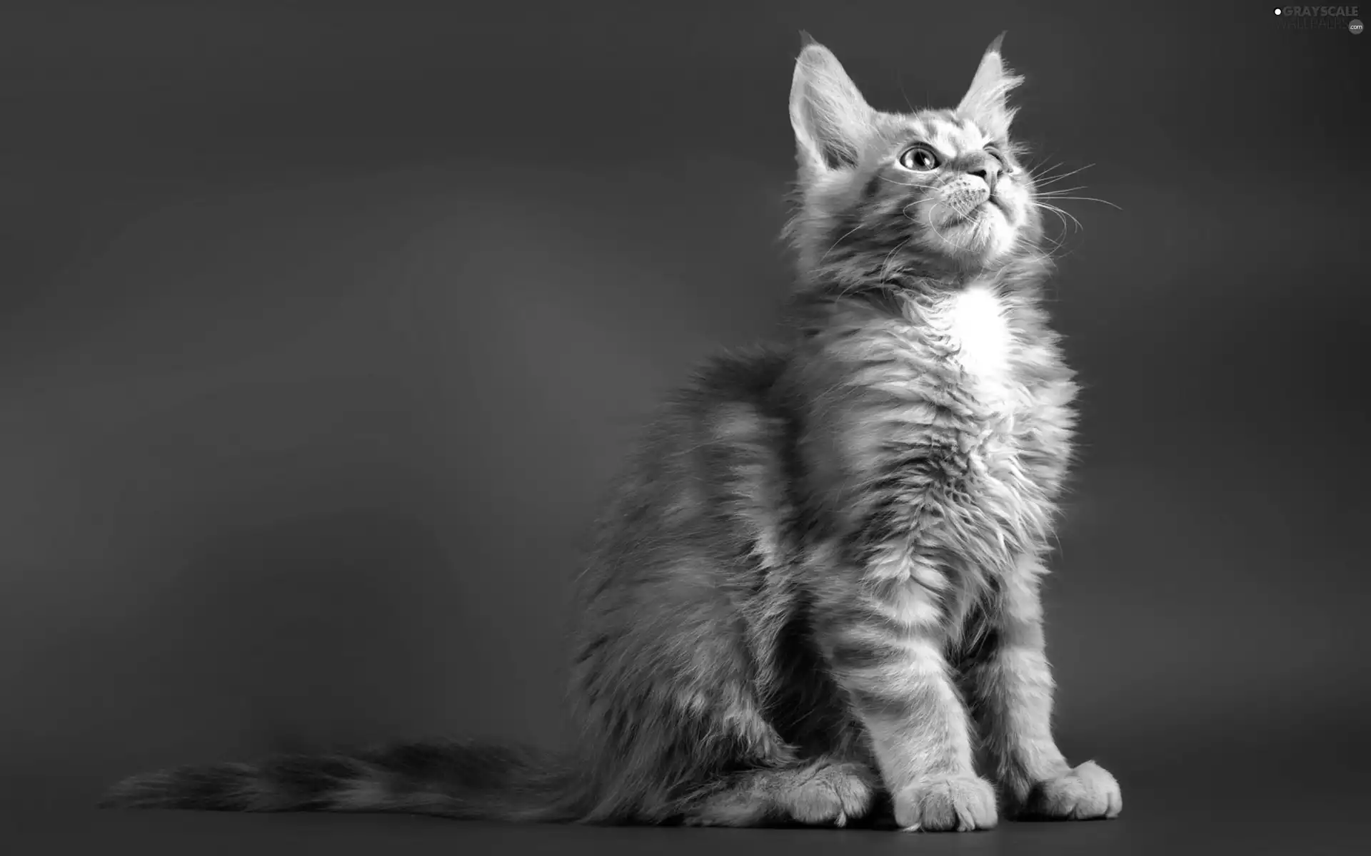 ginger, Blue, background, kitten