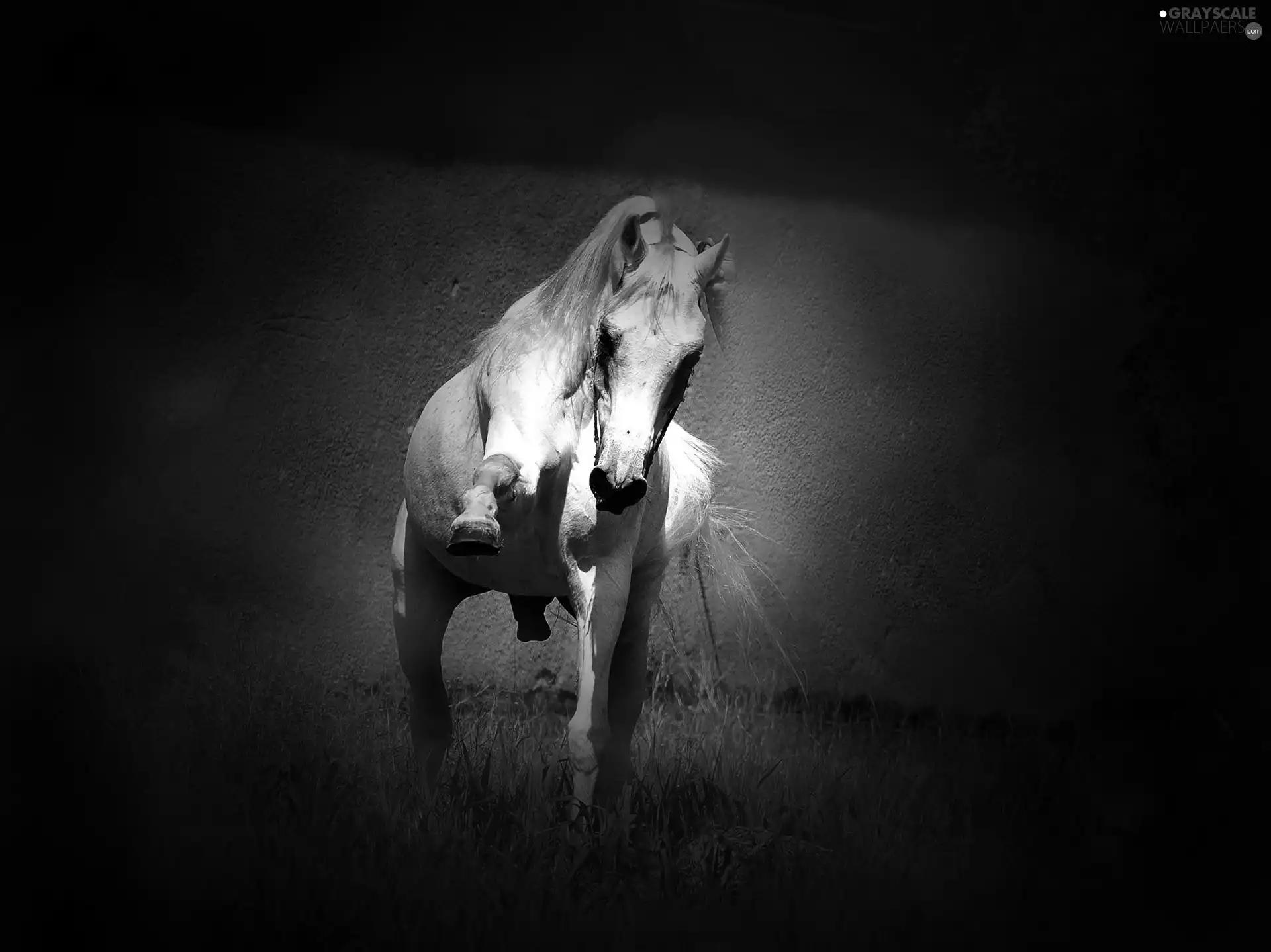 gray, dark, background, Horse