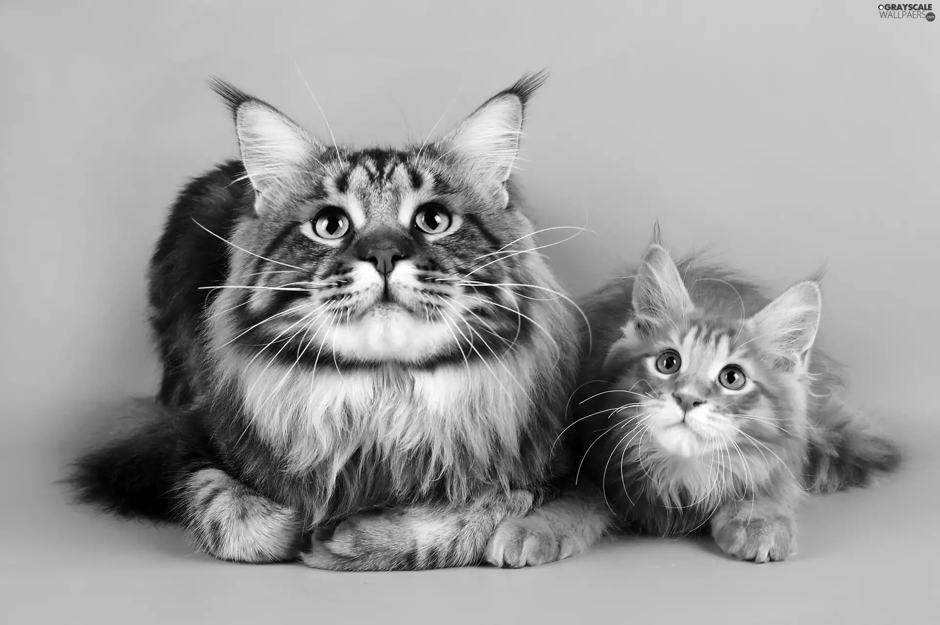 cats, turquoise, background, Maine Coon