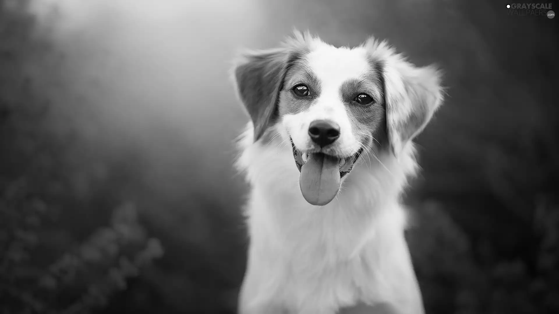 fuzzy, background, muzzle, tongue, dog