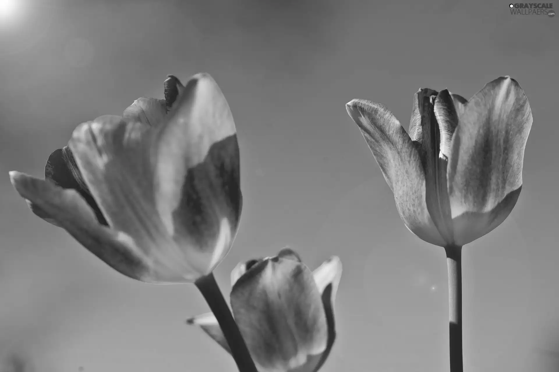 Orange, Blue, background, Tulips