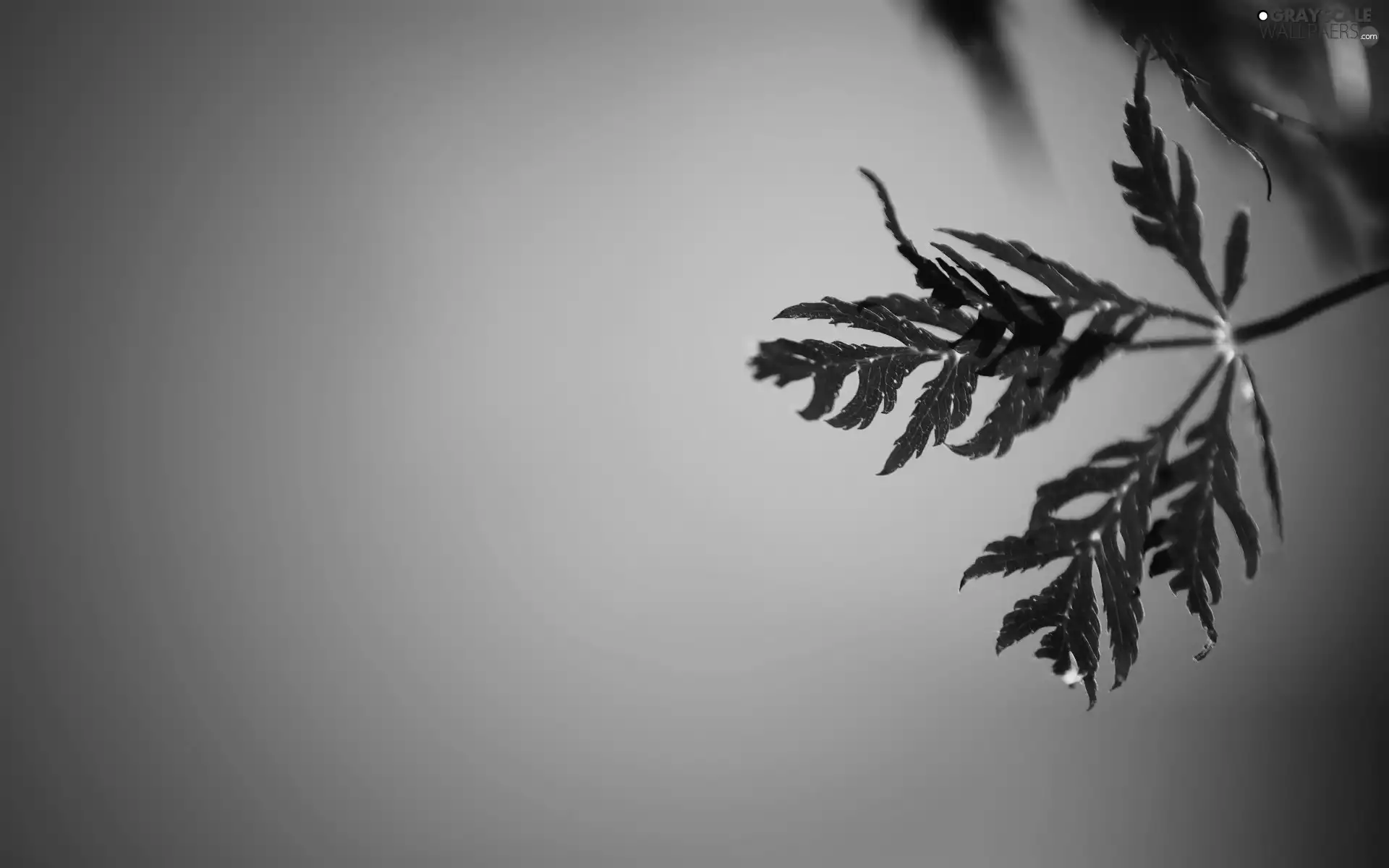 background, leaf, Orange