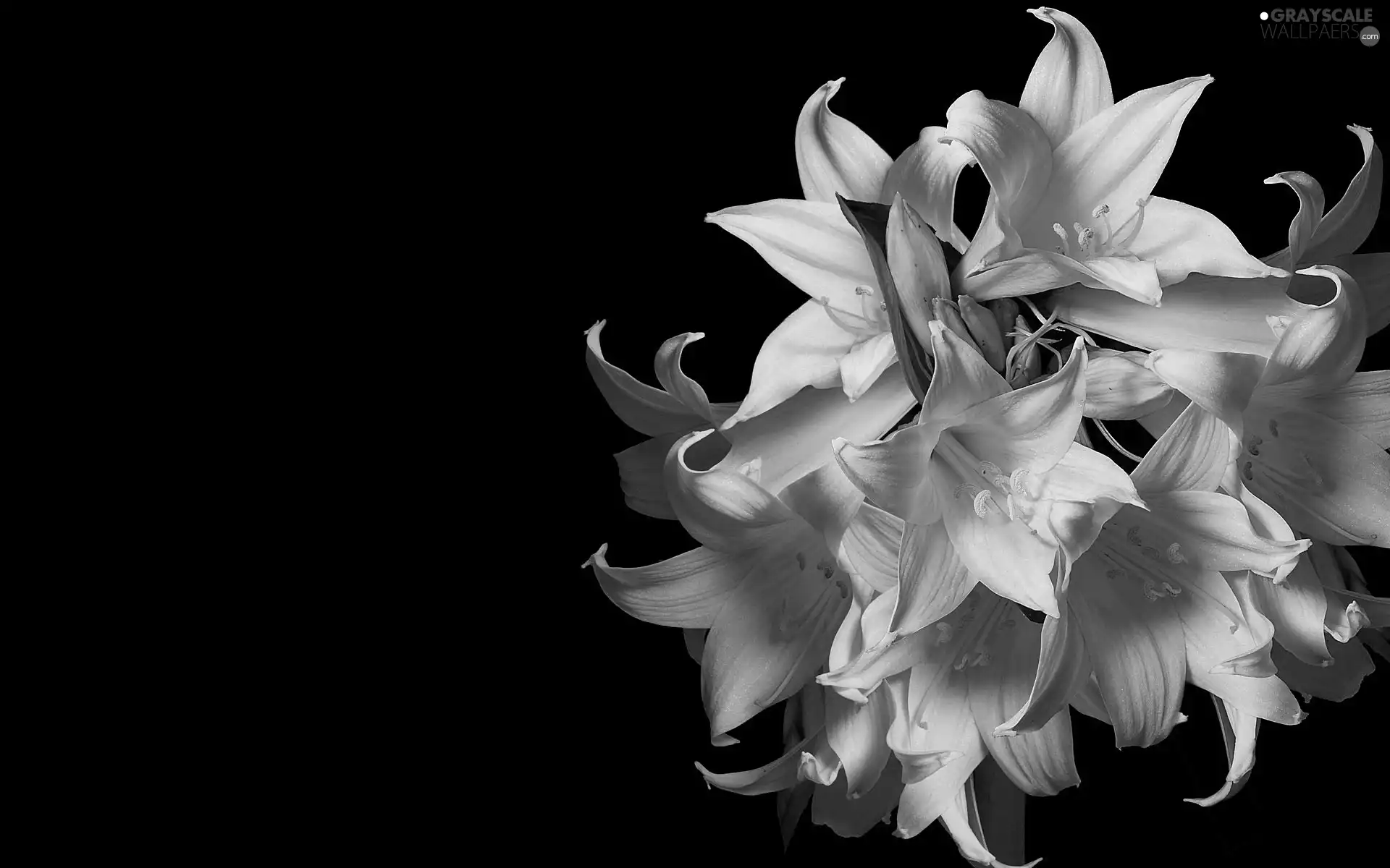 Pink, Black, background, amaryllis