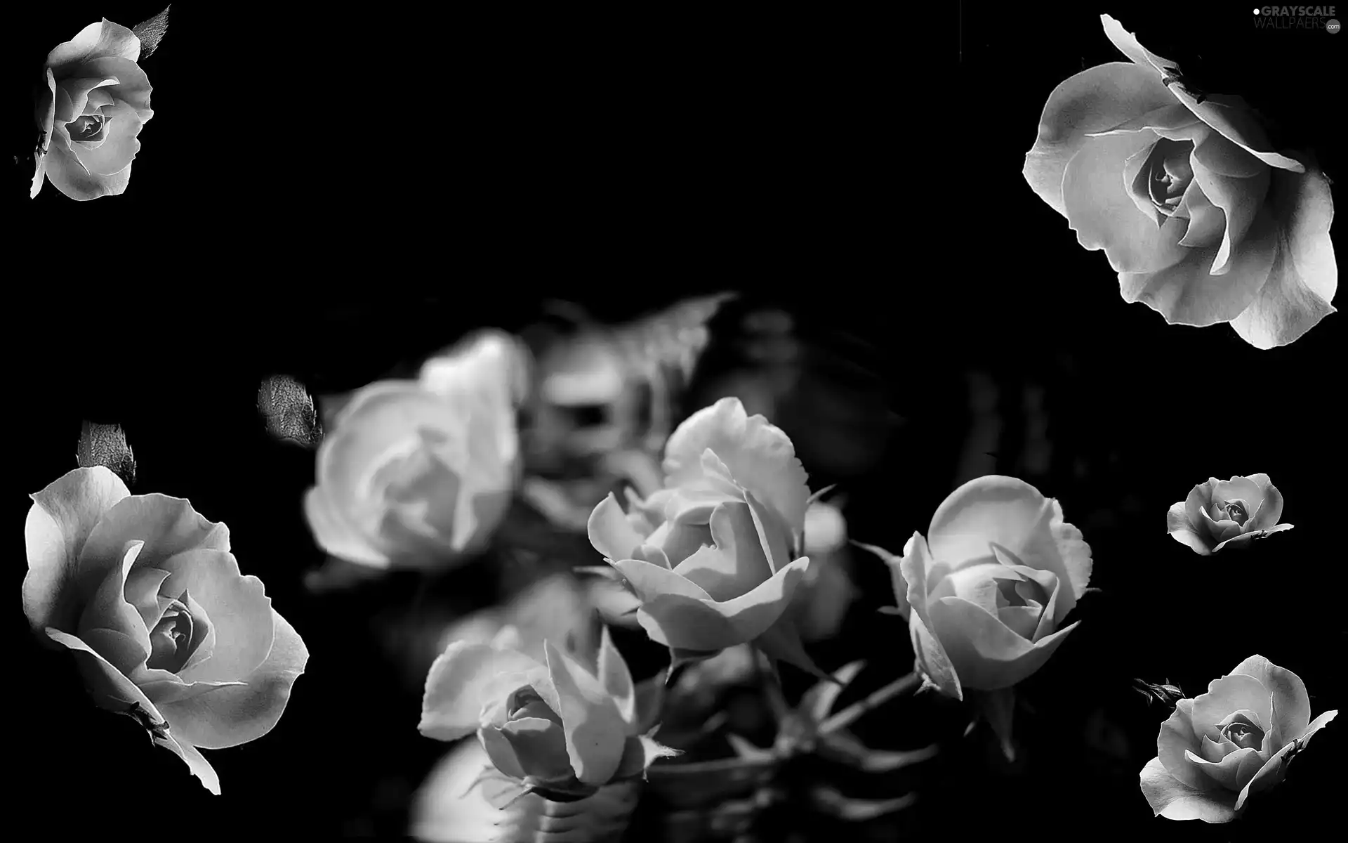 Pink, Black, background, roses