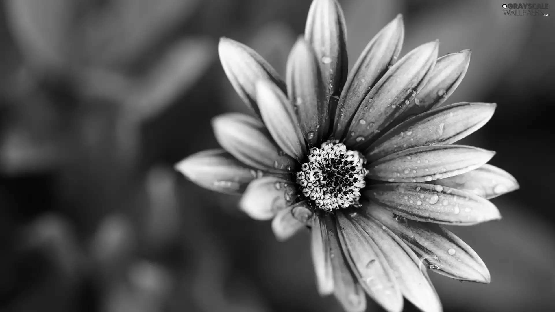 Pink, green ones, background, daisy
