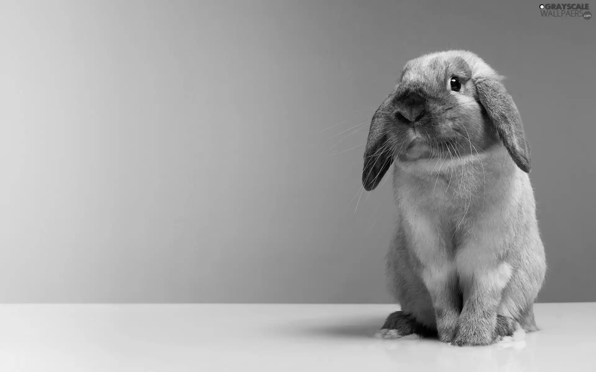 background, Rabbit, Pink