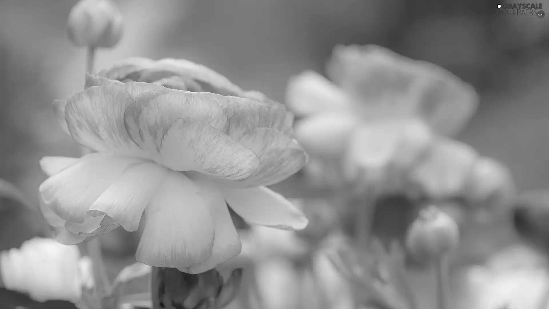 white and pink, fuzzy, background, Flowers