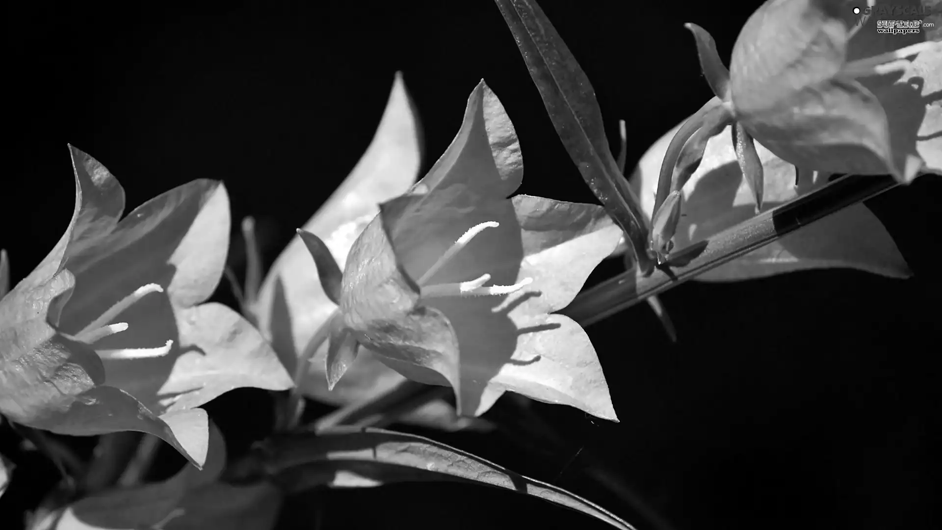 Black, background, Flowers, ringtones, purple