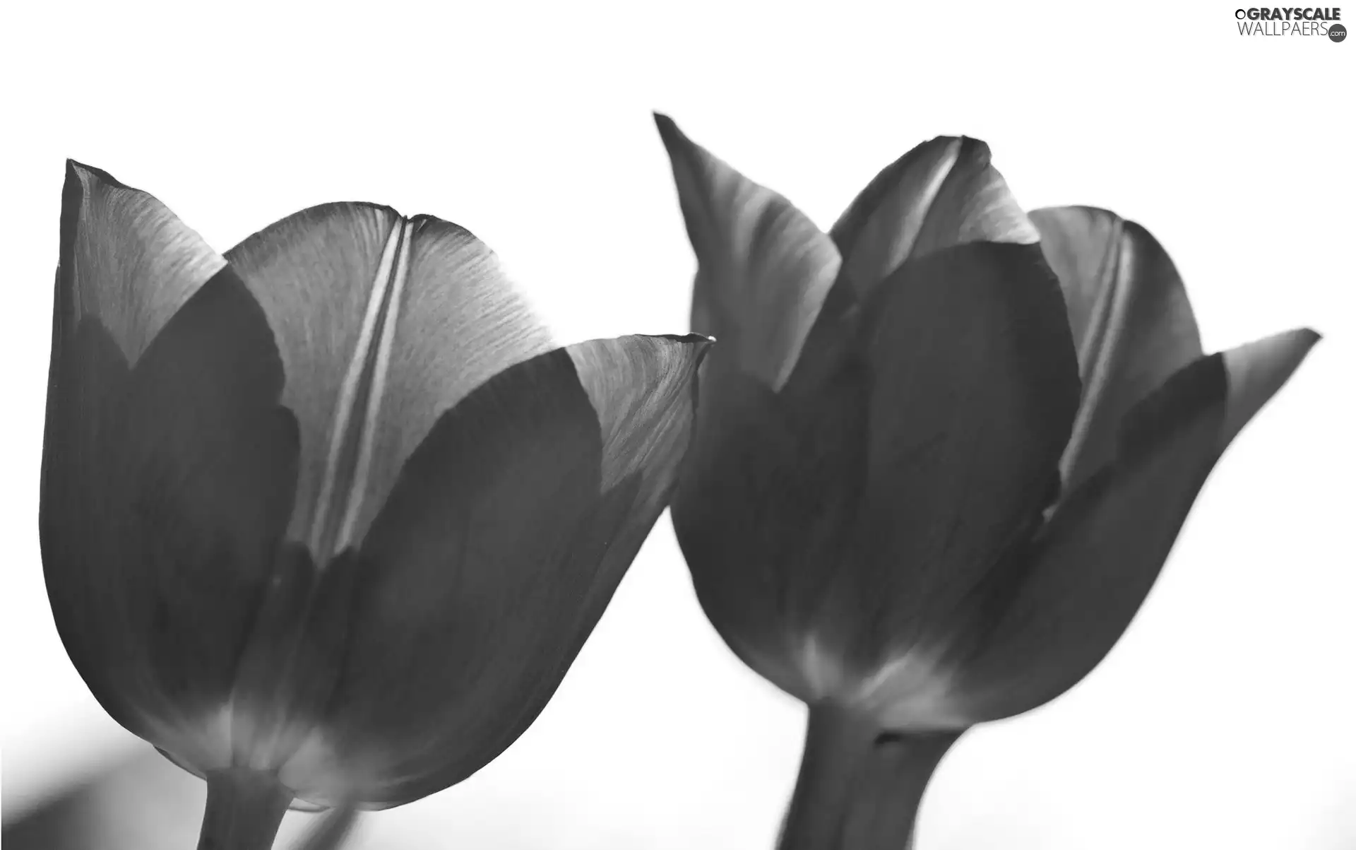 purple, White, background, Tulips