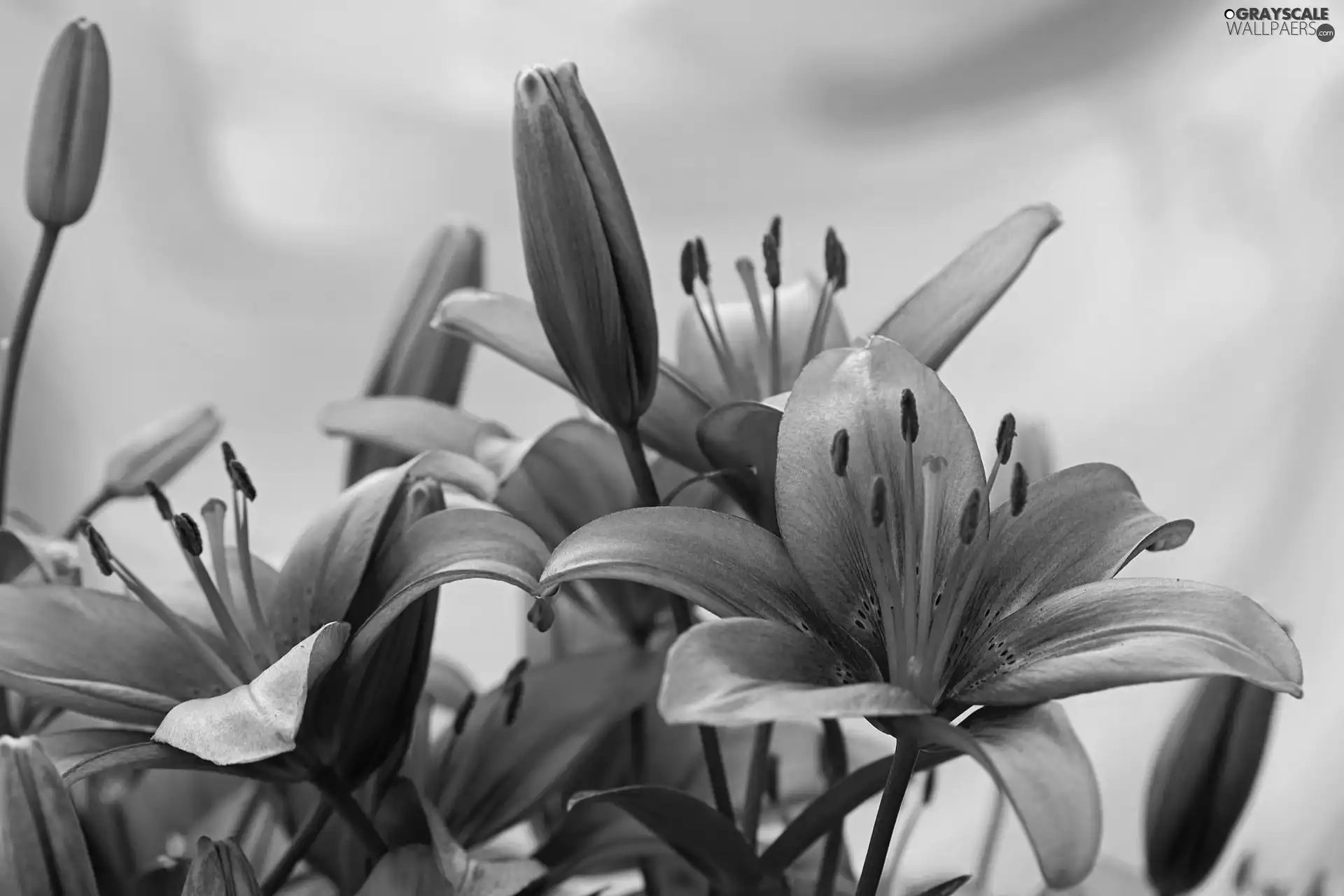 purple, Yellow, background, lilies